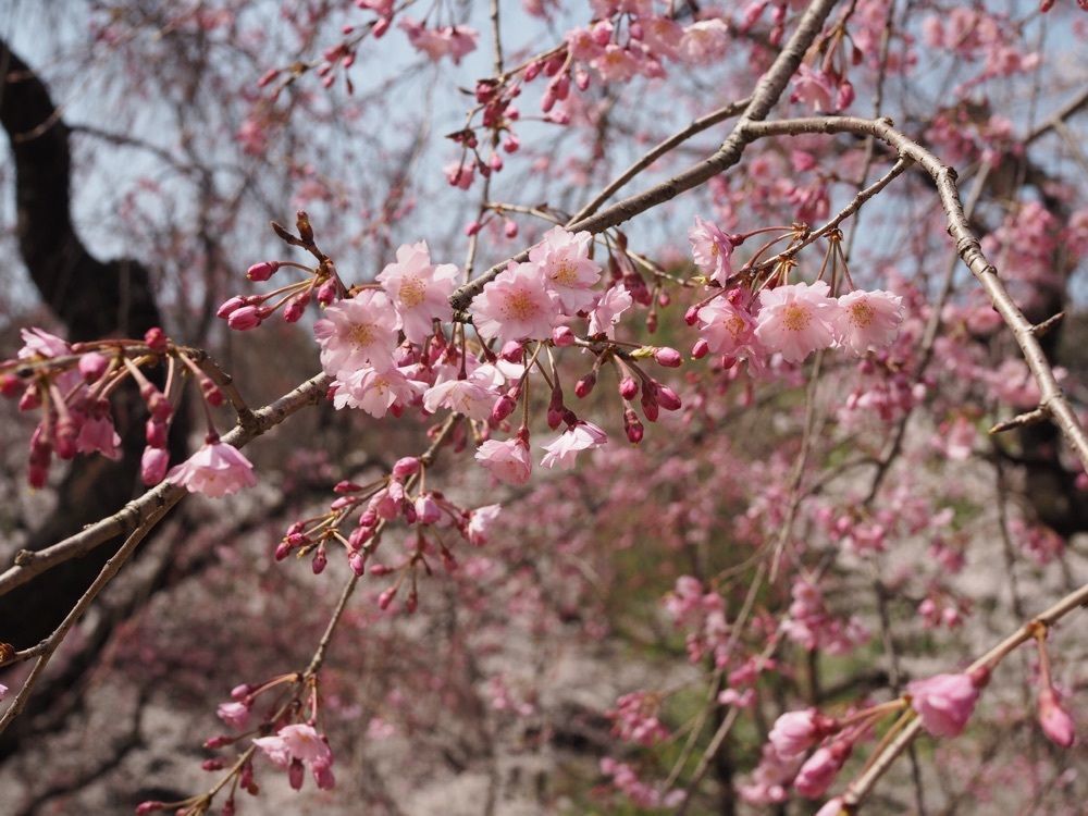 なおなおさんが投稿した大池公園（愛知県東海市）に関する口コミの画像