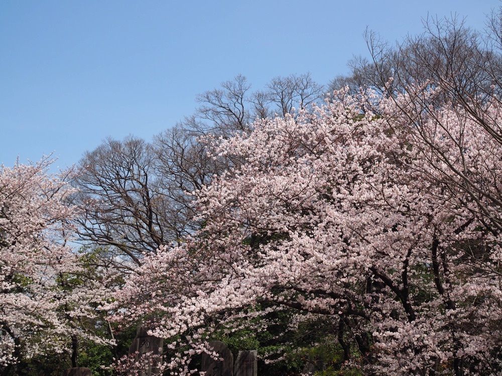 なおなおさんが投稿した大池公園（愛知県東海市）に関する口コミの画像