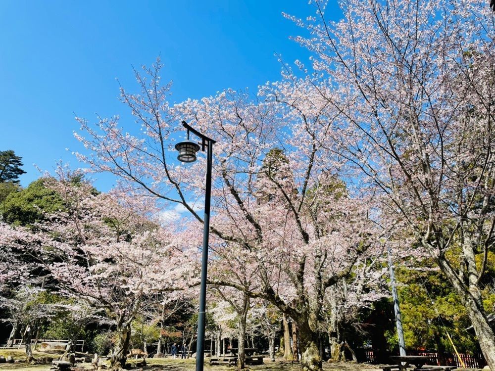 みーなさんが投稿した大元神社に関する口コミの画像