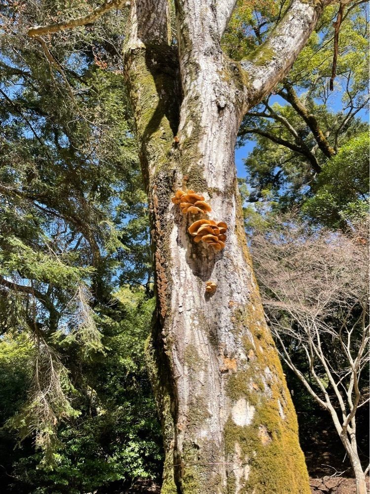 みーなさんが投稿した大元神社に関する口コミの画像