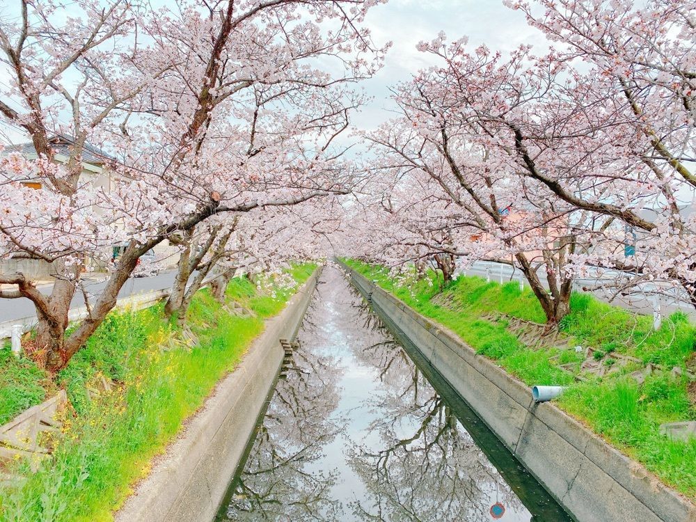 鉄道こまちさんが投稿した鶴松焼肉店 平井店に関する口コミの画像