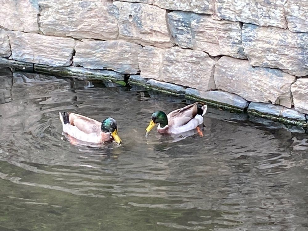 たまさんが投稿した徳島中央公園に関する口コミの画像