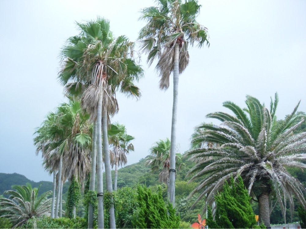 からっ風②さんが投稿した熱川温泉観光協会に関する口コミの画像