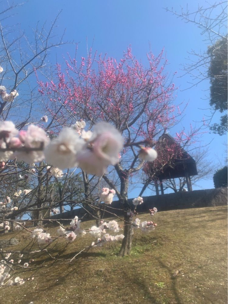 blossom&C7さんが投稿した極楽寺木造阿弥陀如来立像に関する口コミの画像