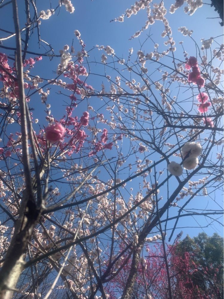 blossom&C7さんが投稿した極楽寺木造阿弥陀如来立像に関する口コミの画像