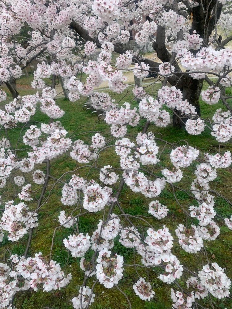 blossom&C7さんが投稿した極楽寺木造阿弥陀如来立像に関する口コミの画像