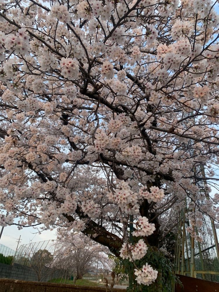 blossom&C7さんが投稿した極楽寺木造阿弥陀如来立像に関する口コミの画像