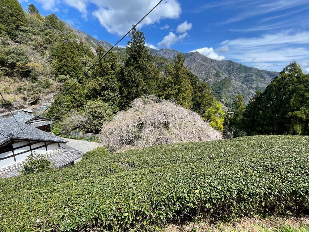 みぃさんが投稿した岩屋川渓谷に関する口コミの画像