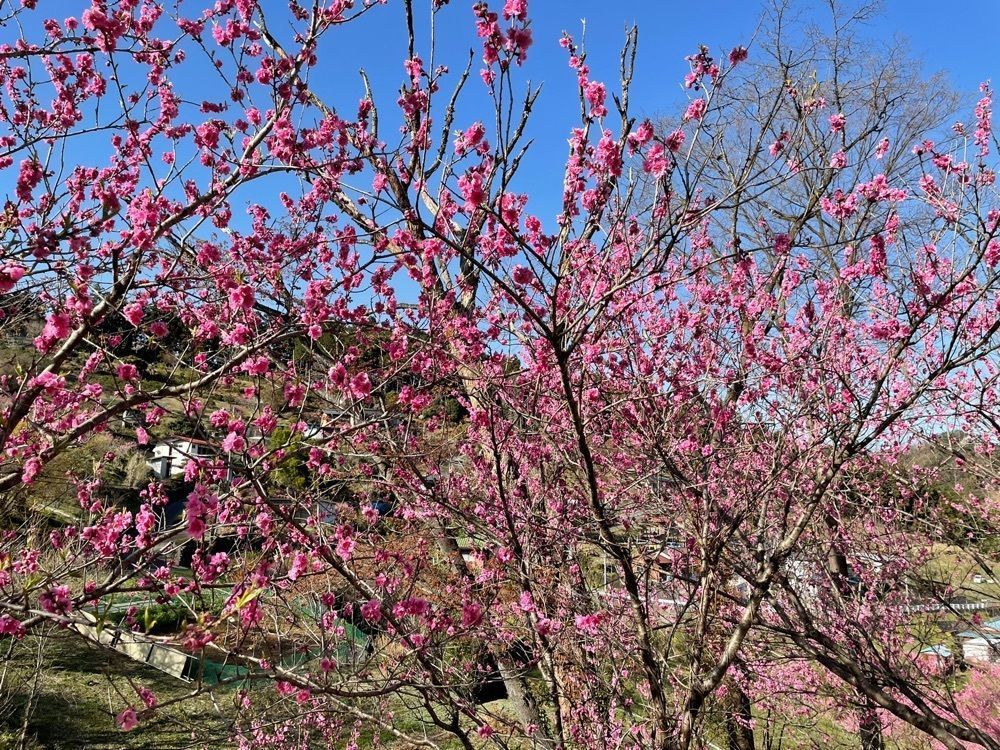 s.kさんが投稿した花桃の里に関する口コミの画像