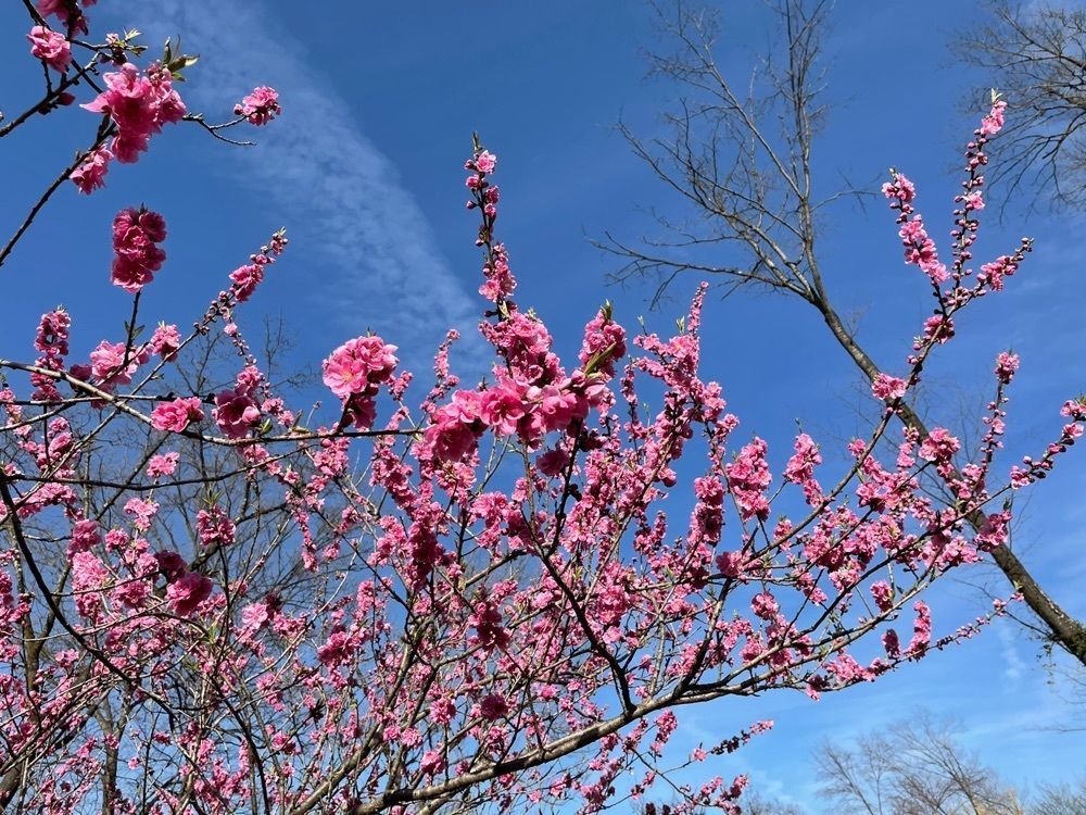 s.kさんが投稿した花桃の里に関する口コミの画像