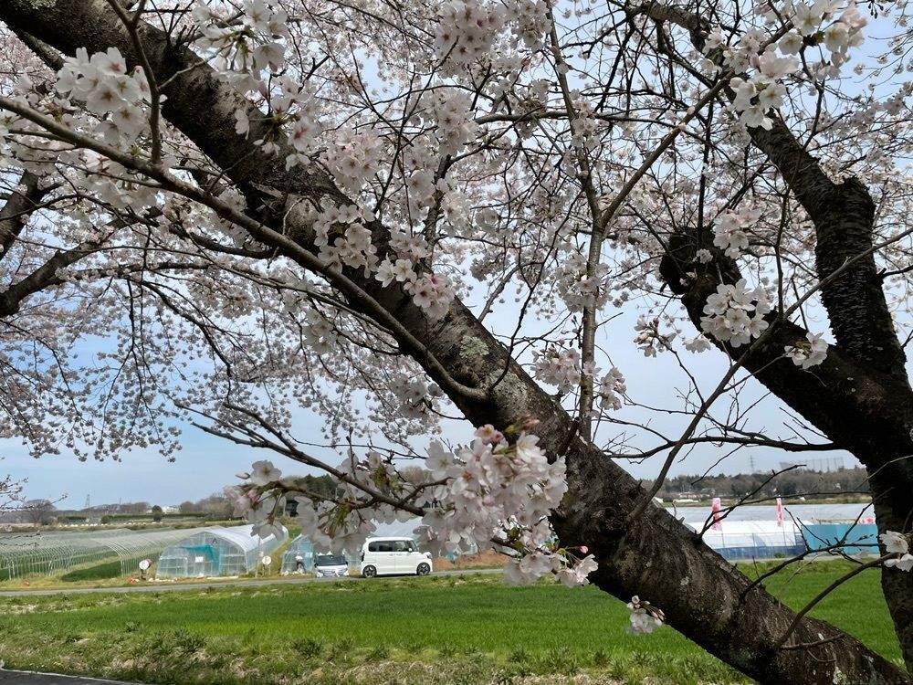 s.kさんが投稿した都幾川桜堤に関する口コミの画像