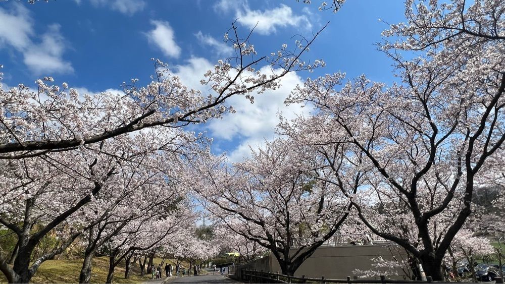 南風さんが投稿した湖山池語り部遊覧船に関する口コミの画像