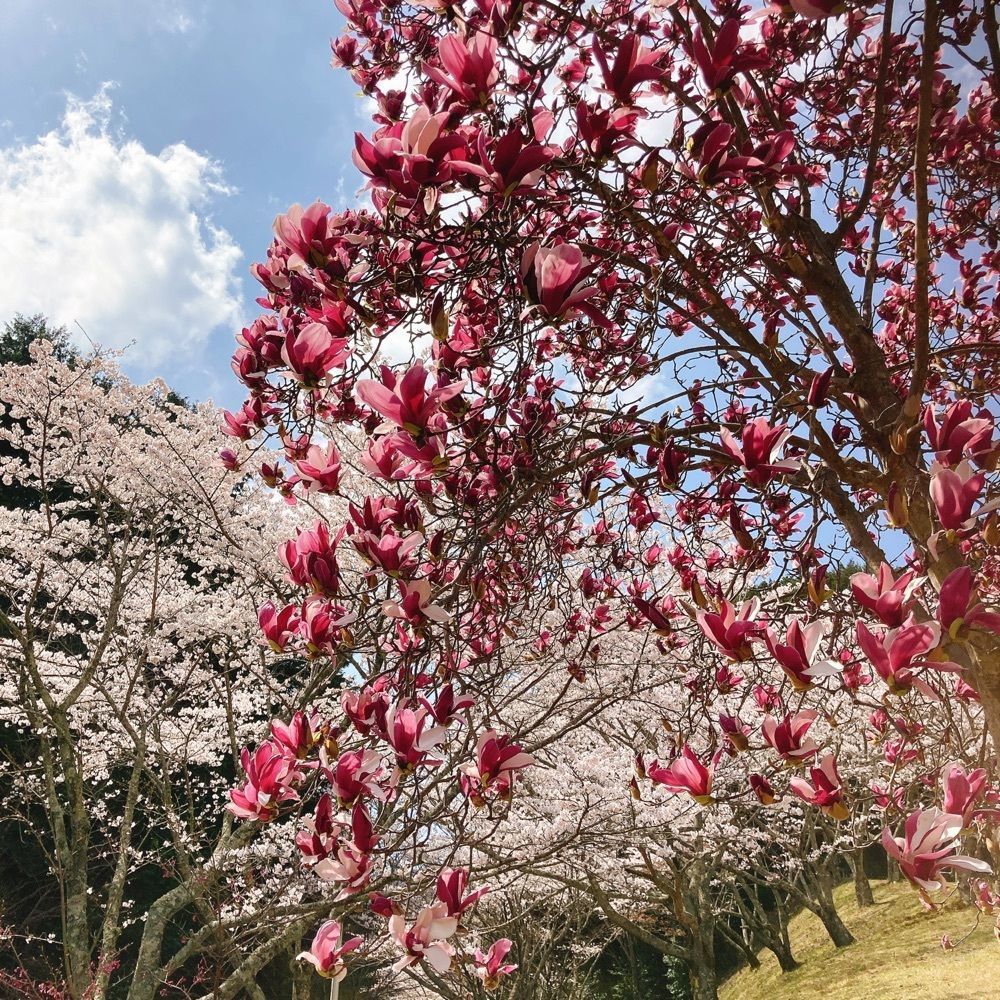 ひーちゃんさんが投稿した葛城山麓公園に関する口コミの画像