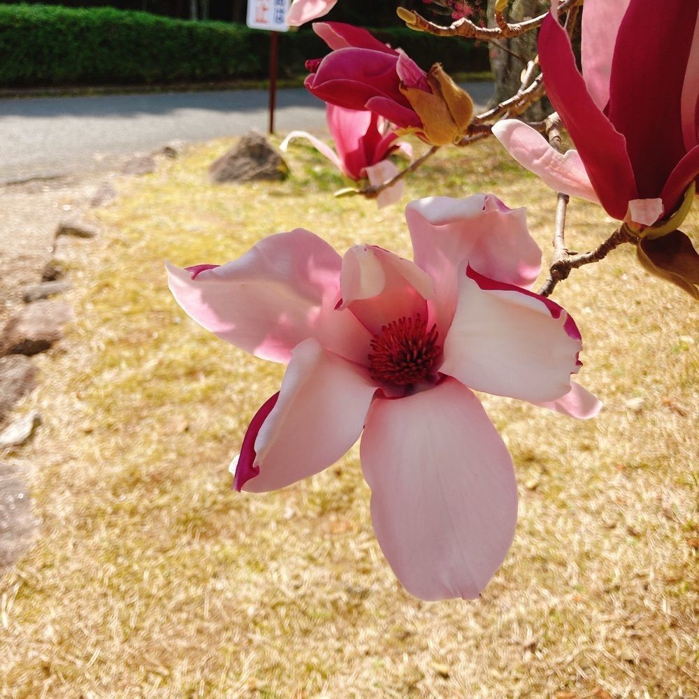 ひーちゃんさんが投稿した葛城山麓公園に関する口コミの画像