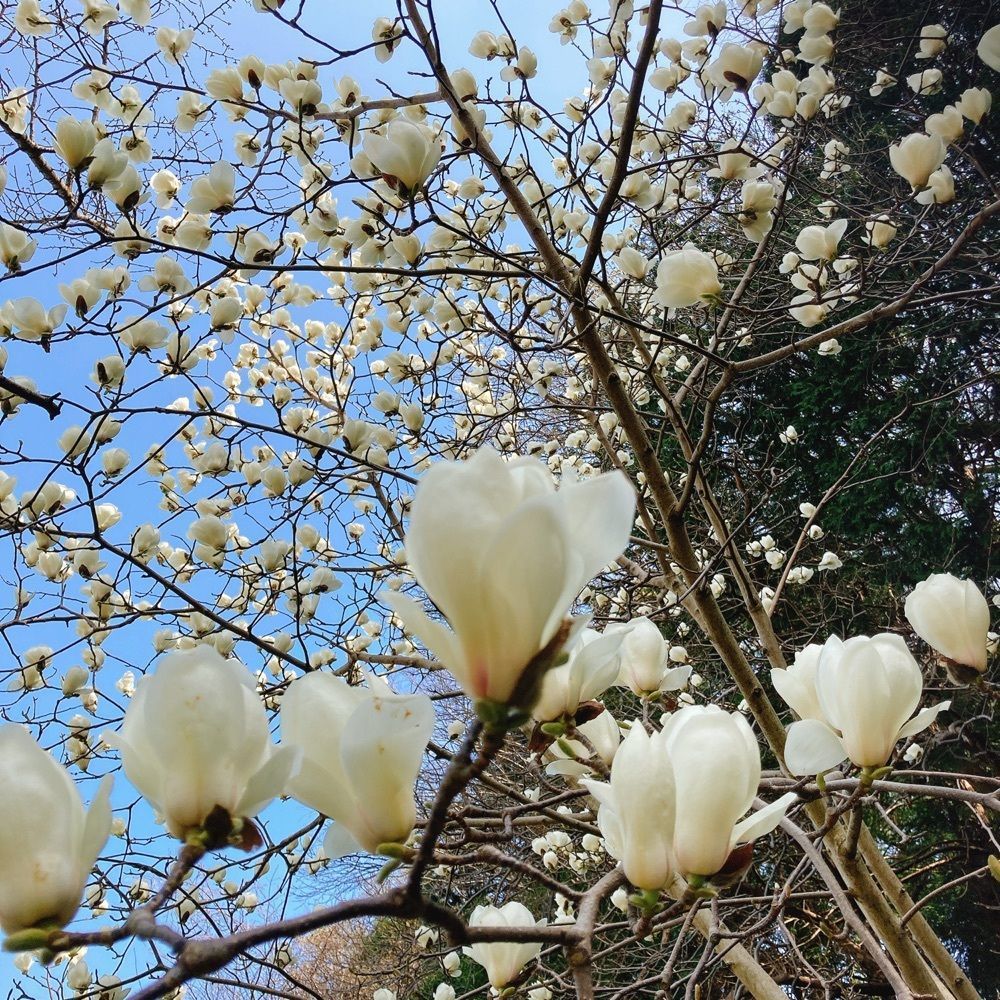 ひーちゃんさんが投稿した葛城山麓公園に関する口コミの画像