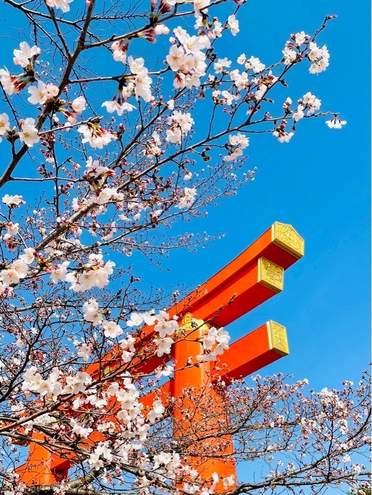 リリーの画像