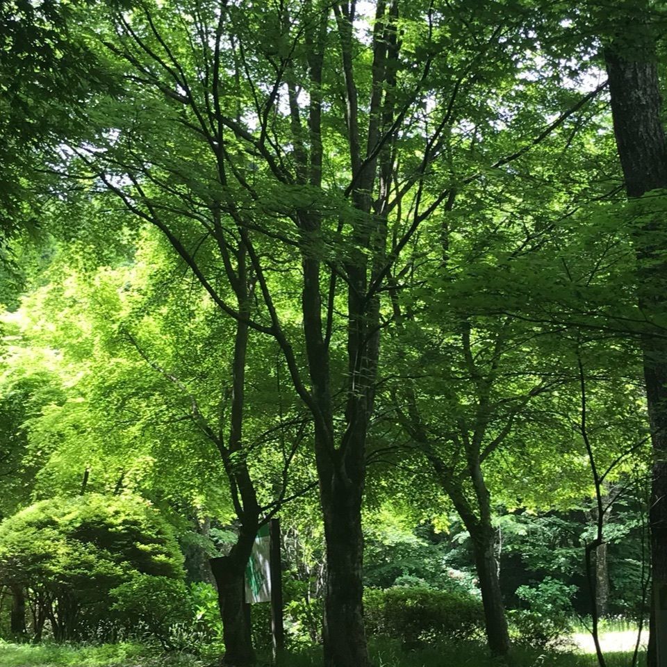 yumi*iさんが投稿した高山城跡に関する口コミの画像
