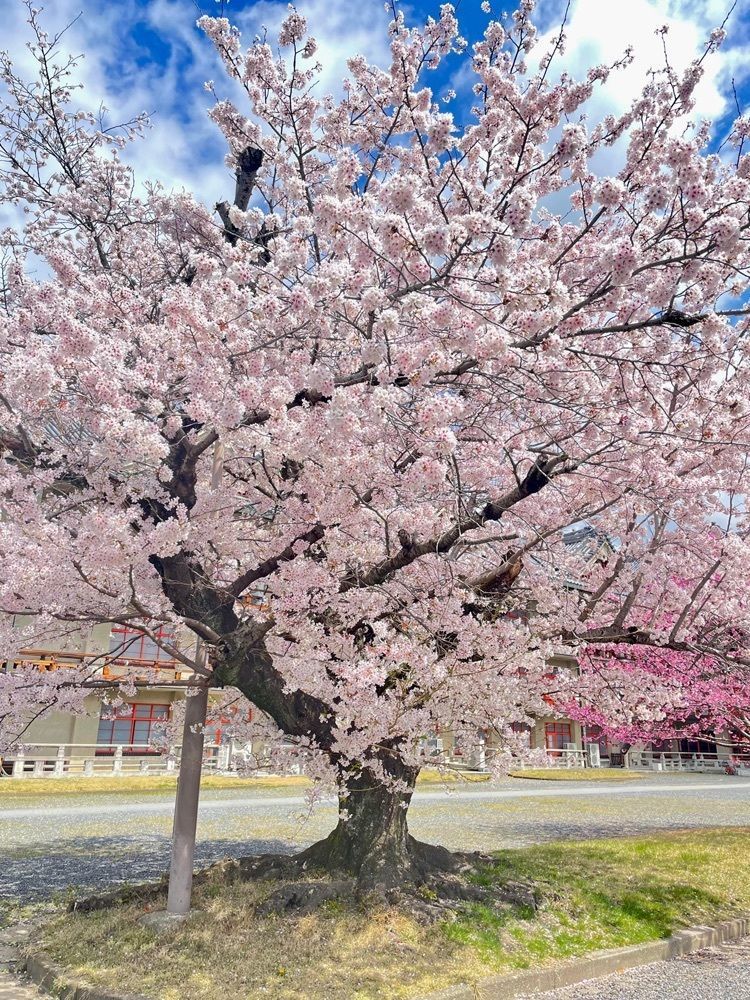kei_koさんが投稿した醍醐池に関する口コミの画像