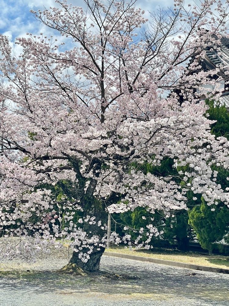 kei_koさんが投稿した醍醐池に関する口コミの画像