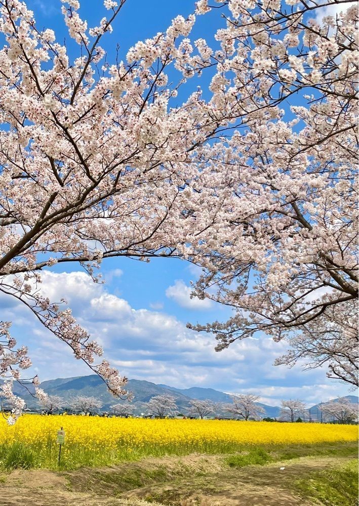 kei_koさんが投稿した醍醐池に関する口コミの画像