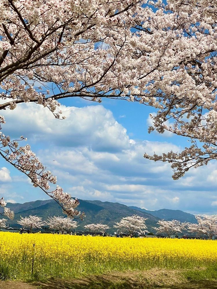 kei_koさんが投稿した醍醐池に関する口コミの画像