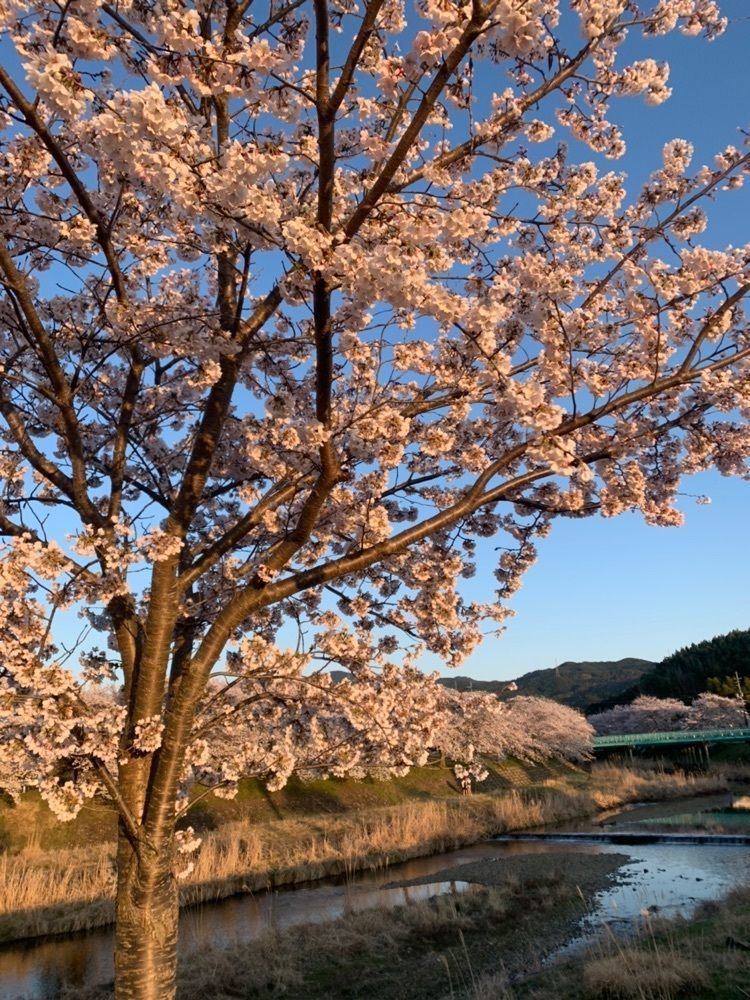 blossom&C7さんが投稿した宇治茶の郷に関する口コミの画像
