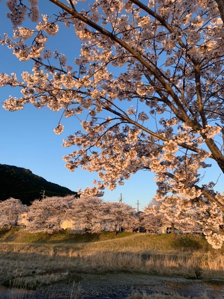 blossom&C7さんが投稿した宇治茶の郷に関する口コミの画像