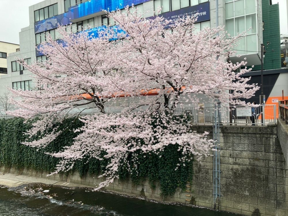 familiar_street_6c29さんが投稿した面影橋に関する口コミの画像