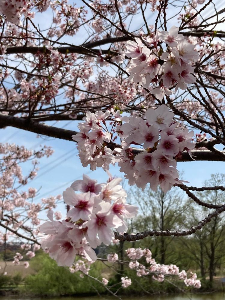 augustriver12さんが投稿した北柏ふるさと公園に関する口コミの画像