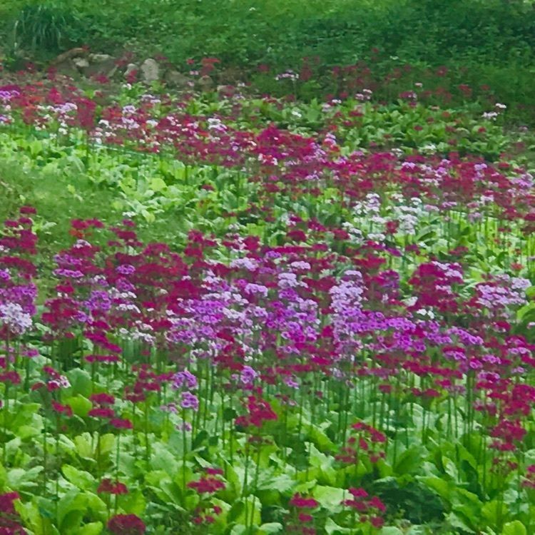 なかさんさんさんが投稿した花の森四十八滝山野草花園に関する口コミの画像