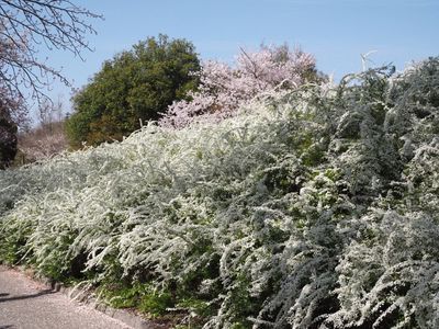 愛知県緑化センター・昭和の森 2枚目