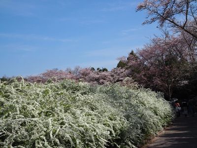 愛知県緑化センター・昭和の森 3枚目