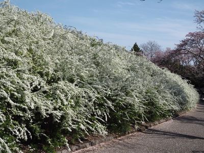 愛知県緑化センター・昭和の森 4枚目