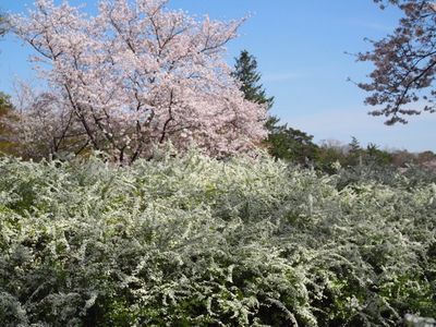 愛知県緑化センター・昭和の森 5枚目