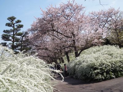 愛知県緑化センター・昭和の森 6枚目
