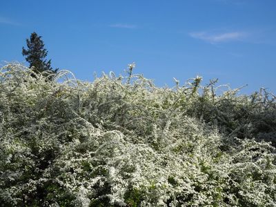 愛知県緑化センター・昭和の森 8枚目