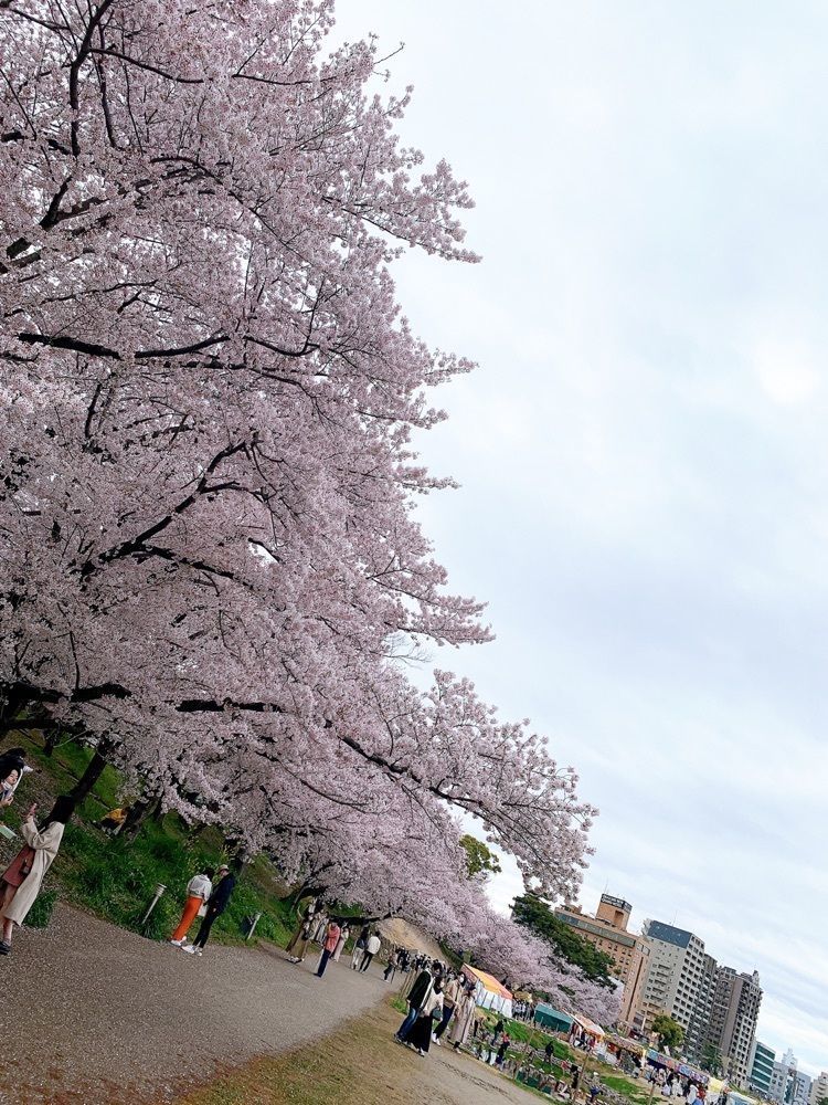 み〜のさんが投稿した岡崎城下家康公夏まつりに関する口コミの画像