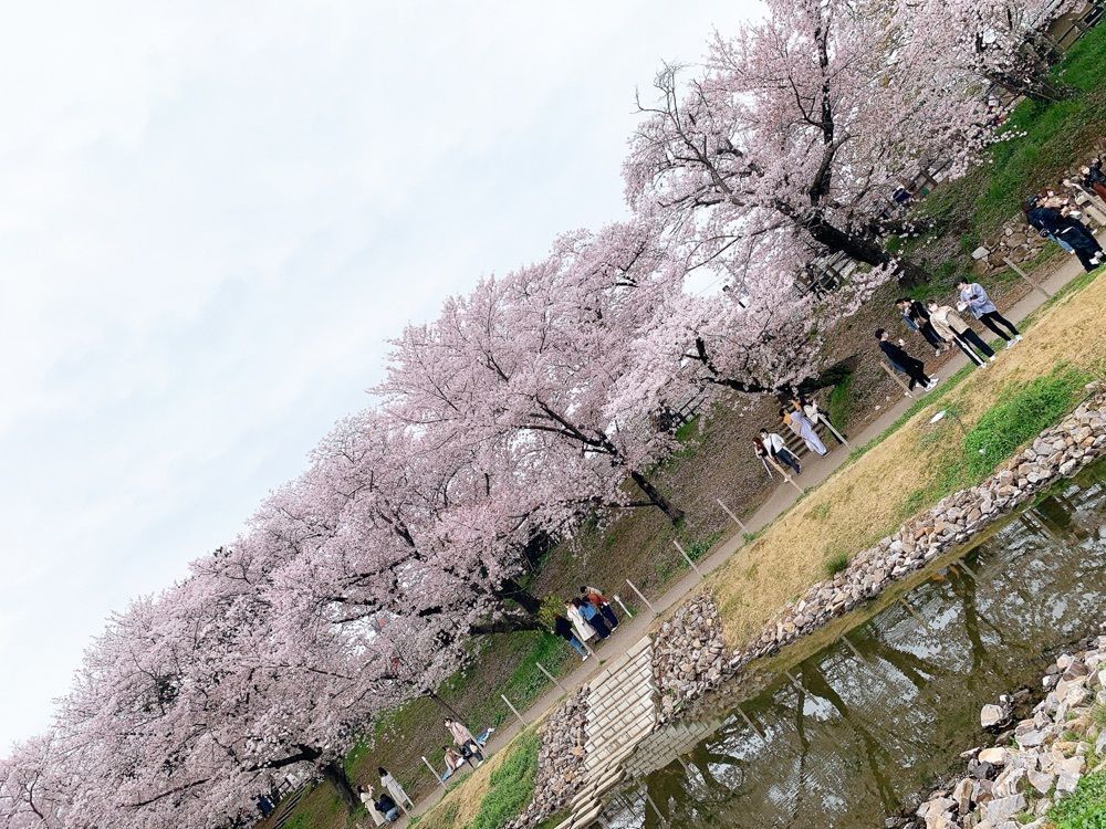 み〜のさんが投稿した岡崎城下家康公夏まつりに関する口コミの画像