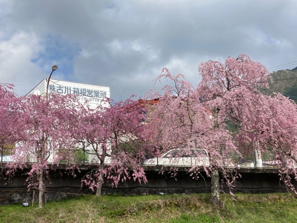 delicious_museum_7212さんが投稿した宮城野早川堤　桜並木に関する口コミの画像