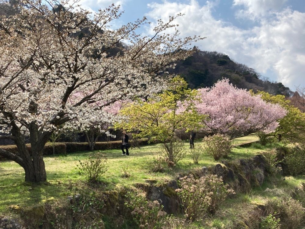 delicious_museum_7212さんが投稿した宮城野早川堤　桜並木に関する口コミの画像