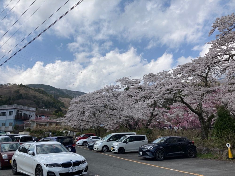 delicious_museum_7212さんが投稿した宮城野早川堤　桜並木に関する口コミの画像