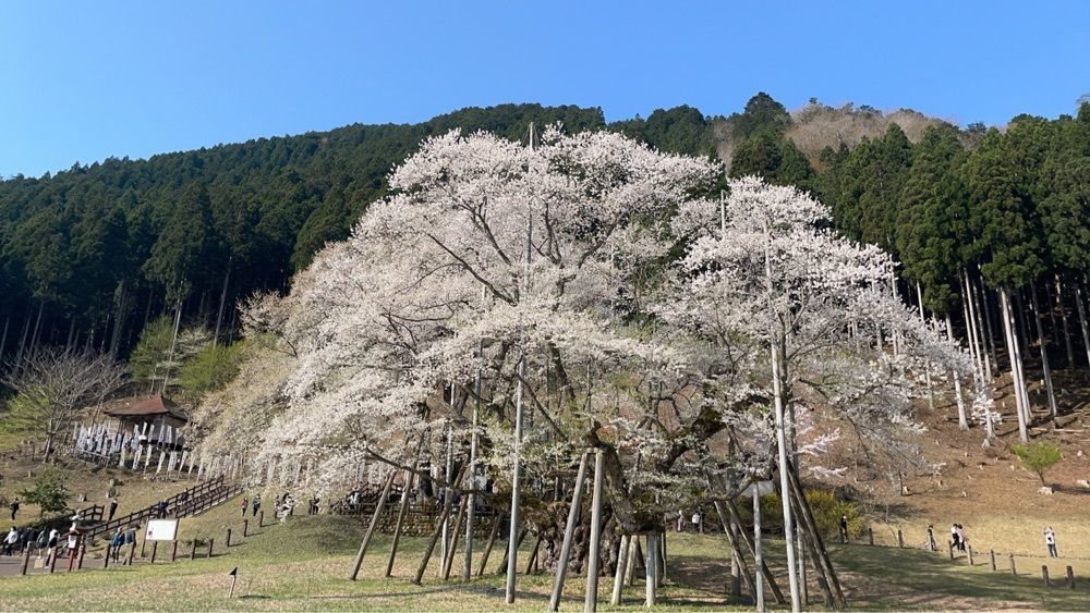 ヨッシーさんが投稿した淡墨桜ふる里屋（ウスズミザクラフルサトヤ）に関する口コミの画像