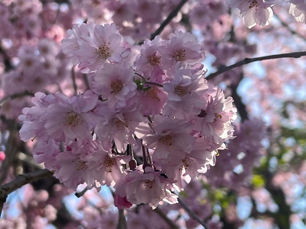 surumeさんが投稿した高森・奥阿蘇物産館に関する口コミの画像