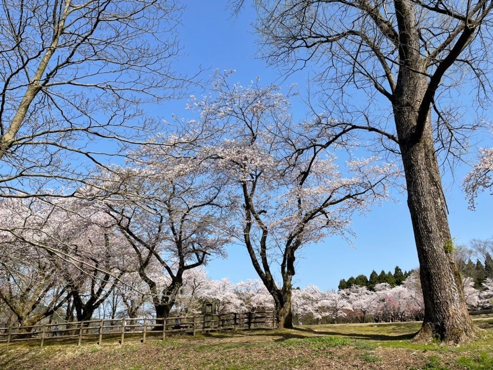 らぐ🏉🍺ビアさんが投稿した石川県林業試験場樹木公園の桜に関する口コミの画像