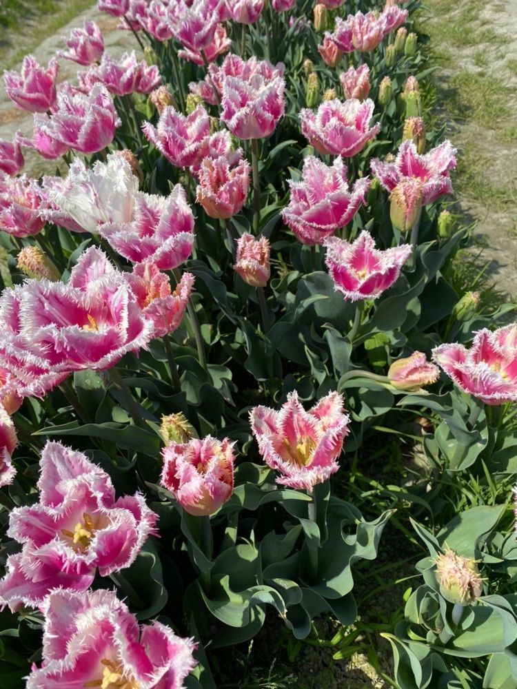 たまさんが投稿した北島チューリップ公園に関する口コミの画像