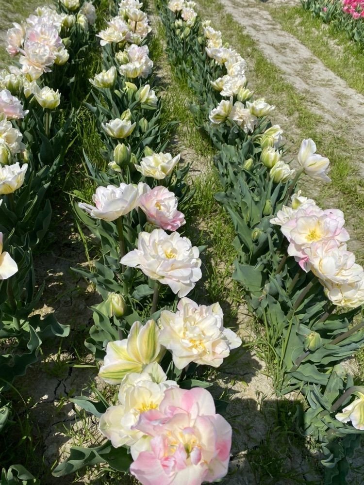 たまさんが投稿した北島チューリップ公園に関する口コミの画像