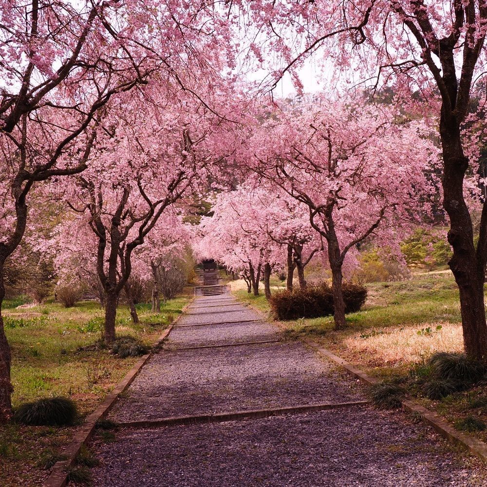 Shoさんが投稿した仏生寺に関する口コミの画像
