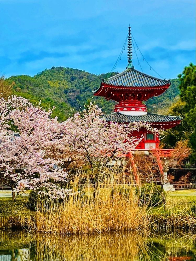 リリーさんが投稿した旧嵯峨御所大覚寺門跡に関する口コミの画像