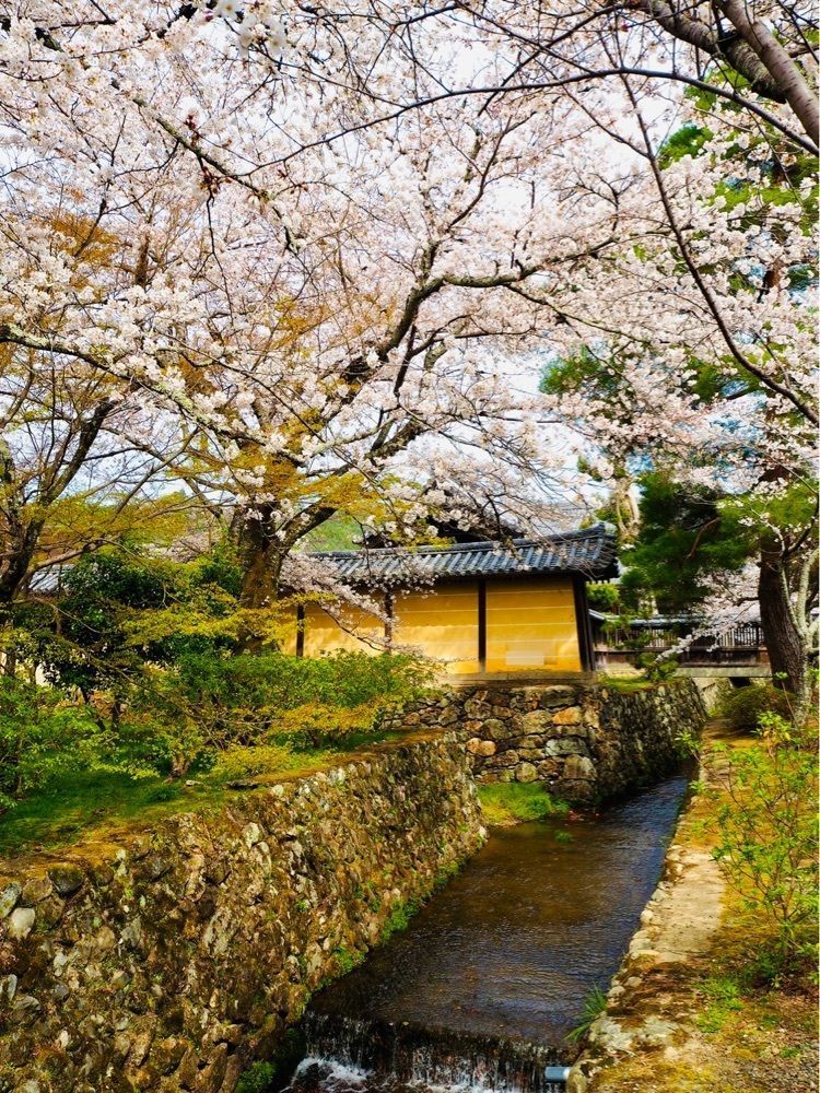リリーさんが投稿した旧嵯峨御所大覚寺門跡に関する口コミの画像