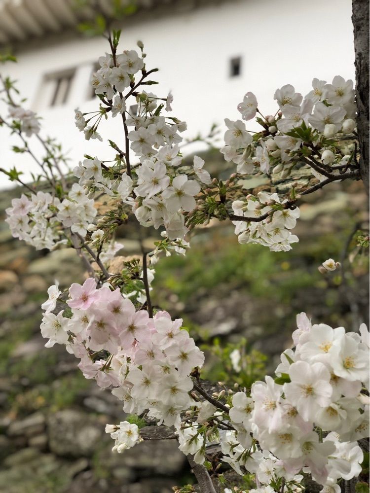 nicanさんが投稿した和歌山城の桜に関する口コミの画像